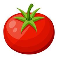tomato vegetable for cooking meals. A bright element isolated on white for design illustration vector