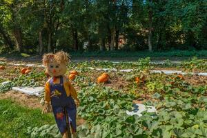 Scarecrow in a pumpkin patch photo