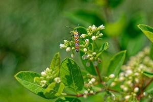 Webworm moth on a milkweed photo