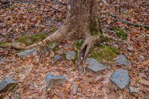Tree trunk in autumn photo