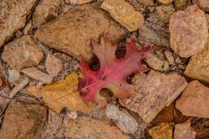 Autumn leaf on the rocks photo