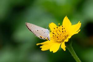 A brown butterfly perched on a yellow flower in a vibrant garden, showcasing the beauty of nature and wildlife in a closeup macro shot. photo