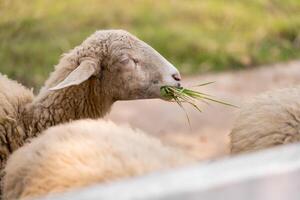 Contentment on the Farm, A fluffy sheep enjoys a peaceful moment, grazing on lush green grass in a pastoral setting. photo