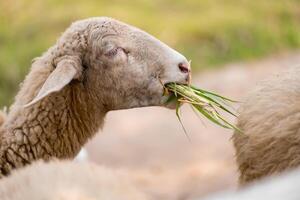 Sheep Grazing in the Meadow. A close-up of a sheep enjoying a mouthful of fresh grass in a lush green meadow, bathed in warm sunlight. The image evokes a sense of tranquility and the simple pleasures photo