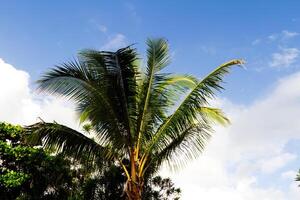 Top Of Palm Tree Against Blue Sky photo