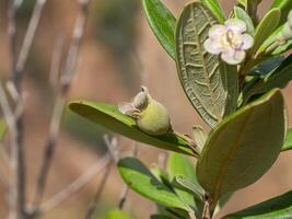 Close up of Downy myrtle flower. photo