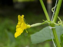 Close up of cucumber flower. photo