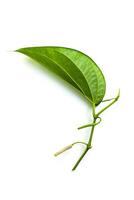 Green Piper betle leaf on white background photo
