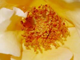 Close up pollen of yellow rose flower. photo