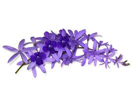Close up of Purple Wreath Sandpaper Vine flower background. photo