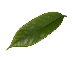 Close up Durian leaves isolate on white background photo