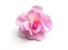 Pink of Damask Rose flower photo