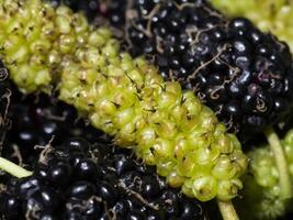 Organic Mulberry fruit. fresh yellow mulberry on black mulberry background. photo