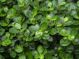 Green leaf of Ficusannulata Blume tree with water drop on leaves background. photo