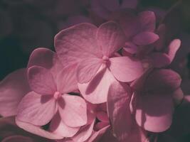 Macro image, Close up pink Hydrangea flower. photo