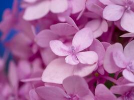 Macro image, Close up pink Hydrangea flower. photo