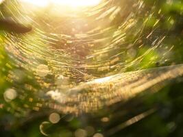 Macro spider web on daek background with sunlight. photo