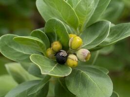 Close up of Vitex trifolia plant on the beach. photo