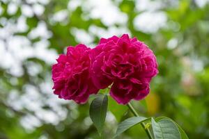 Close up deep pink rose flower with blur background. photo