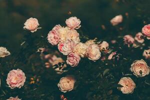 Close up rose flower in vintage and matte color with blur background. photo