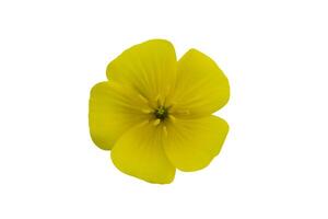 Close up the yellow flower of devil's thorn on white background. photo