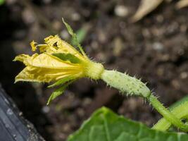 Close up of cucumber flower. photo