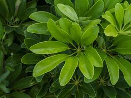Close up green leaves of Umbrella Tree photo