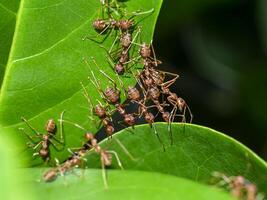 Unity of Rad Ants are building leaf nests. photo