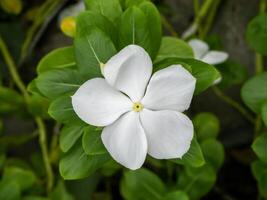 Close up of Catharanthus roseus flower in the dark background photo