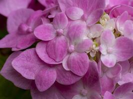Macro image, Close up pink Hydrangea flower. photo