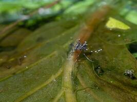 Macro of a Mosquito on water photo