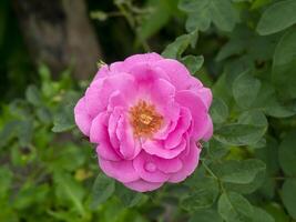 Damask Rose flower with blur background photo