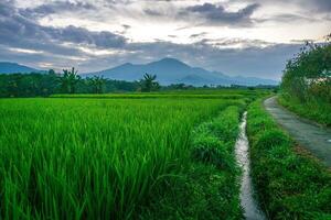 The vast expanse of green rice fields in the morning with beautiful mountains in Indonesia photo