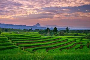 The vast expanse of green rice fields in the morning with beautiful mountains in Indonesia photo