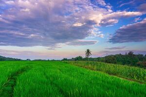 The vast expanse of green rice fields in the morning with beautiful mountains in Indonesia photo
