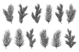 Hand draw fir tree and pine branches silhouettes collection vector