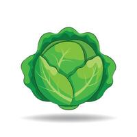 Fresh and Nutritious Cabbage A Versatile, Vitamin-Rich Vegetable for Your Healthy Diet vector