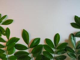 Fresh green leaf frame on white background for spring copy space. photo