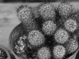 Small cactus in a pot in the outdoor garden photo