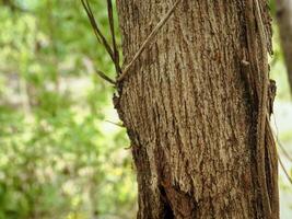 Tree bark texture in summer garden, close-up for natural background. photo