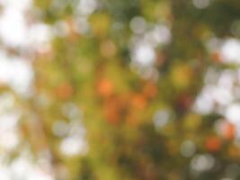 Blurred trees in summer for abstract nature background. photo