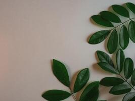 Blank fresh leaf frame for copy space, organic concept, vintage tone. photo