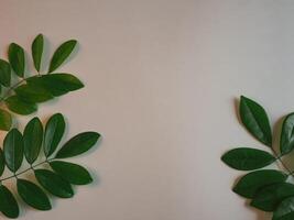 Fresh green leaf frame on white background for spring copy space. photo