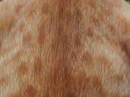Orange soft cat fur texture for cute pet background. photo