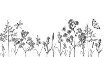 Set of meadow dry plants. Squirrel's tail grass, Millet Grass . Hand painted graphic setaria viridis, Milium effusum isolated on background. Botanical, Medicinal and Herbal illustration. For vector