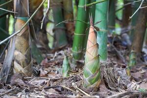 Bamboo Shoot is a bamboo sapling that breaks into shoots from underground bamboo rhizomes, sticks out into the ground and has a protective sheath. It is commonly used for cooking. photo