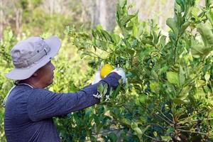 Gardeners pick lemons from trees that are ripe and ready to cut. Ripe lemons have yellow flesh and juicy flesh that is used for making lemonade. The fragrant peel is used as an ingredient in desserts. photo