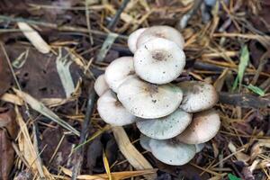 Clusters of poisonous mushrooms grow beneath the base of the bamboo forest. It is a mushroom that can be fatal if eaten. photo