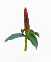 Isolated side view of Costus speciosus on white background. There is a rhizome underground, often in clumps, with red flowers similar to ginger flowers. photo