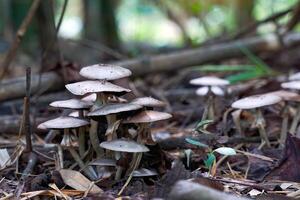 Clusters of poisonous mushrooms grow beneath the base of the bamboo forest. It is a mushroom that can be fatal if eaten. photo
